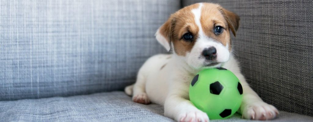 Puppies, Crumbs, and Mercy
